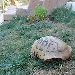 Bujtina Musta Летний дом