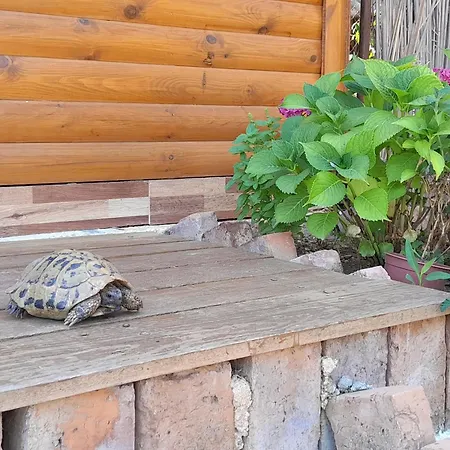 Lantställe Bujtina Musta