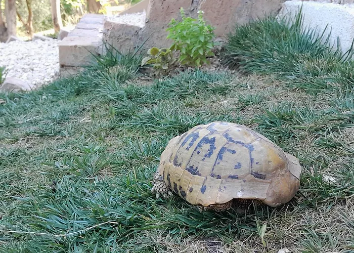 Bujtina Musta 乡村民宿