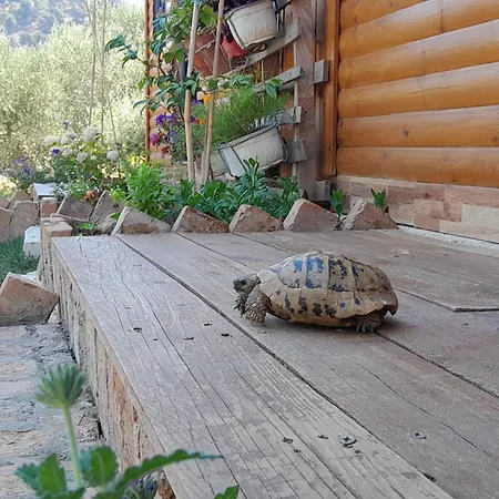 Bujtina Musta בית כפרי *