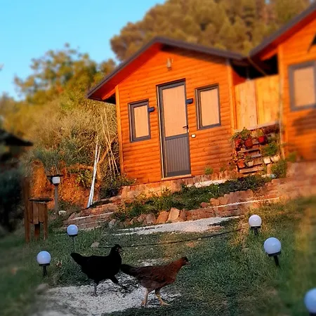 Bujtina Musta * בראט