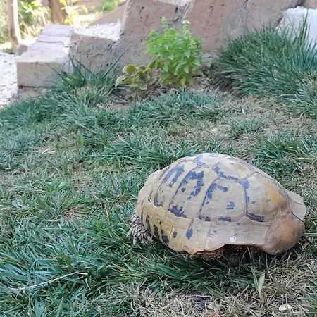 Bujtina Musta בית כפרי